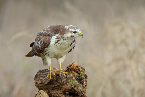 Common steppe buzzard