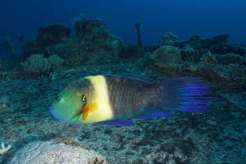 Broomtail wrasse