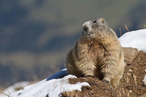 Alpine marmot