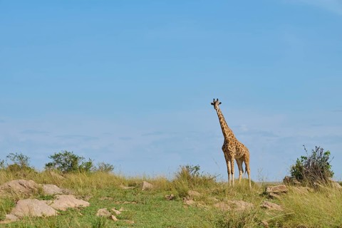 Masai giraffe