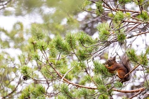Eurasian red squirrel