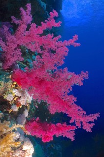 Klunzinger's klunzinger's soft coral