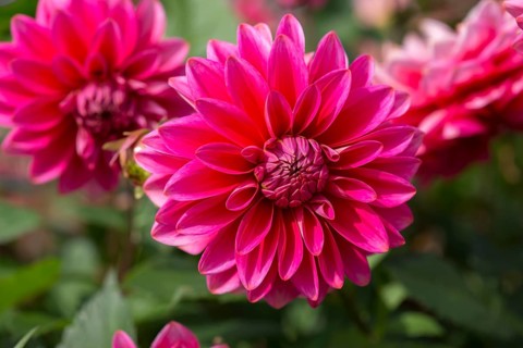 Red dahlia