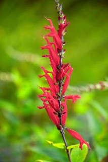 Pineapple sage