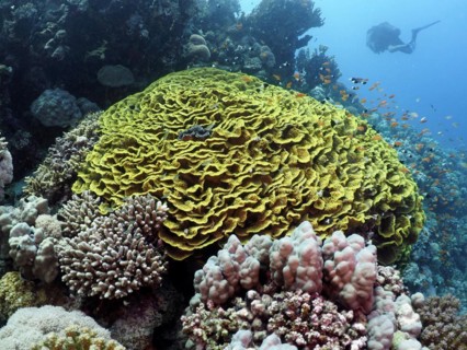 Yellow salad coral