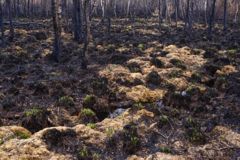 Moor fire