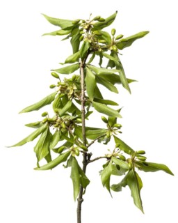 Cornelian cherry
