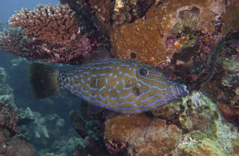 Scrawled filefish