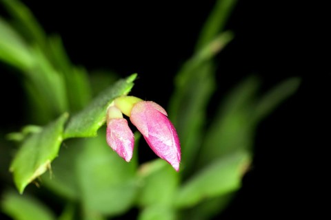 Pink bud of the Christmas cat Schlumbergera