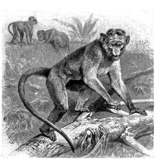 Toque macaque