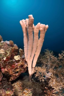 Sea sponge colony siphon sponge