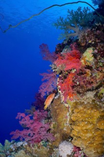 Hemprich's tree coral