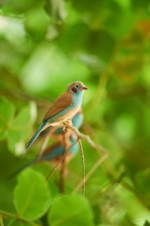 Red-cheeked cordonbleu