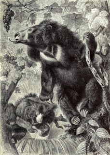 Sloth bear