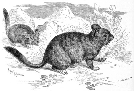 Long-tailed chinchilla