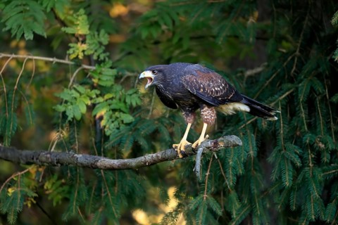 Harris's hawk