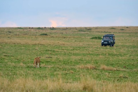 African lion