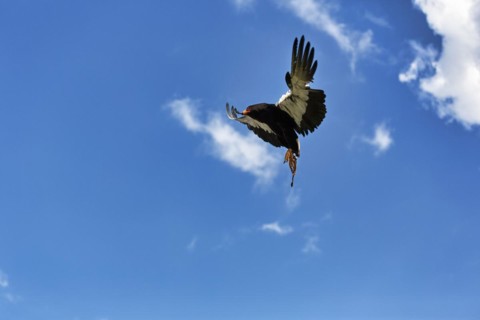 Bateleur captive