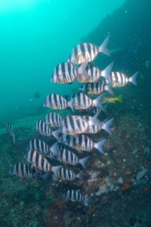 Group of zebra sea bream