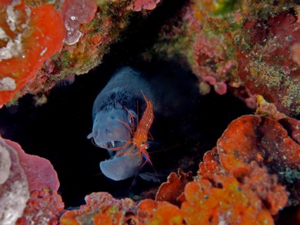 A mediterranean moray