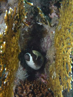 Masked puffer