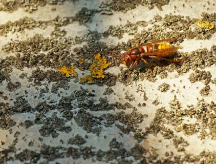 European hornet