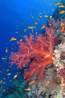 Klunzinger's klunzinger's soft coral