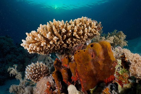 Low staghorn coral