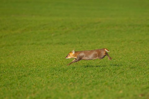 Muntjac
