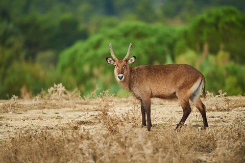 Waterbuck