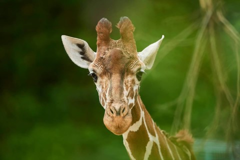 Reticulated giraffe