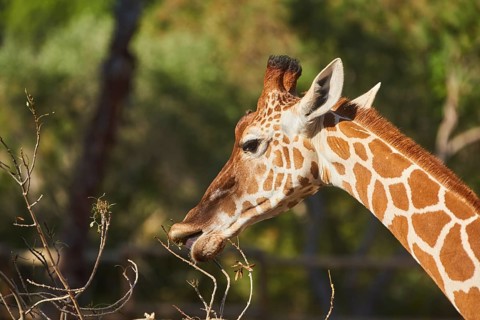 Reticulated giraffe