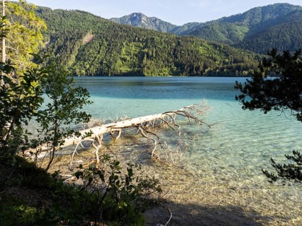 Tree trunk in the lake