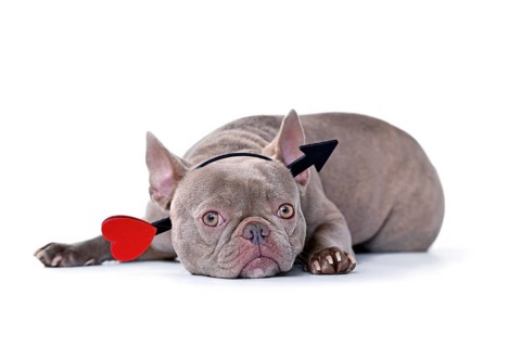 French Bulldog dog wearing Valentine's day cupid arrow headband on white background