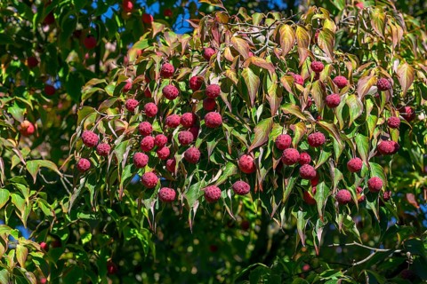 Kousa dogwood