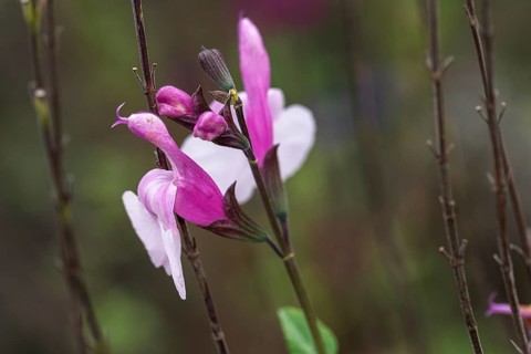 Flowers of pineapple sage