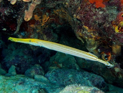 West Atlantic trumpetfish