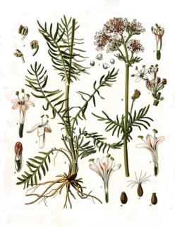 Medicinal plant