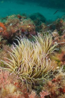 Opelet anemone