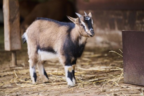 Domestic goat