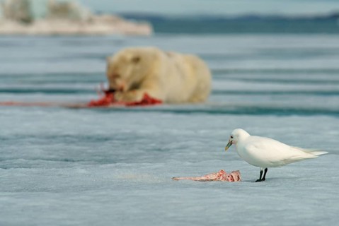 Ivory Gull