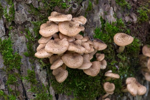 Armillaria polymyces
