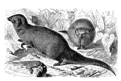 Indian gray mongoose
