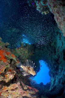 Pacific red lionfish