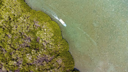 Aerial of the Mangrove forest
