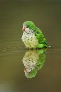Monk parakeet