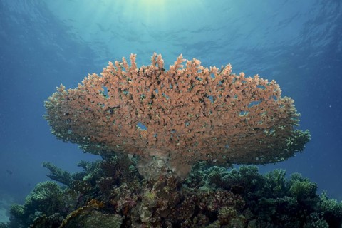 Pharaoh antler coral