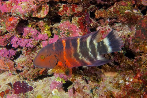 A red and black red-breasted wrasse