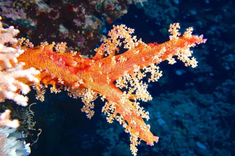 Hemprich's tree coral