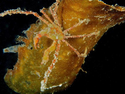 Scorpion Sea Spider